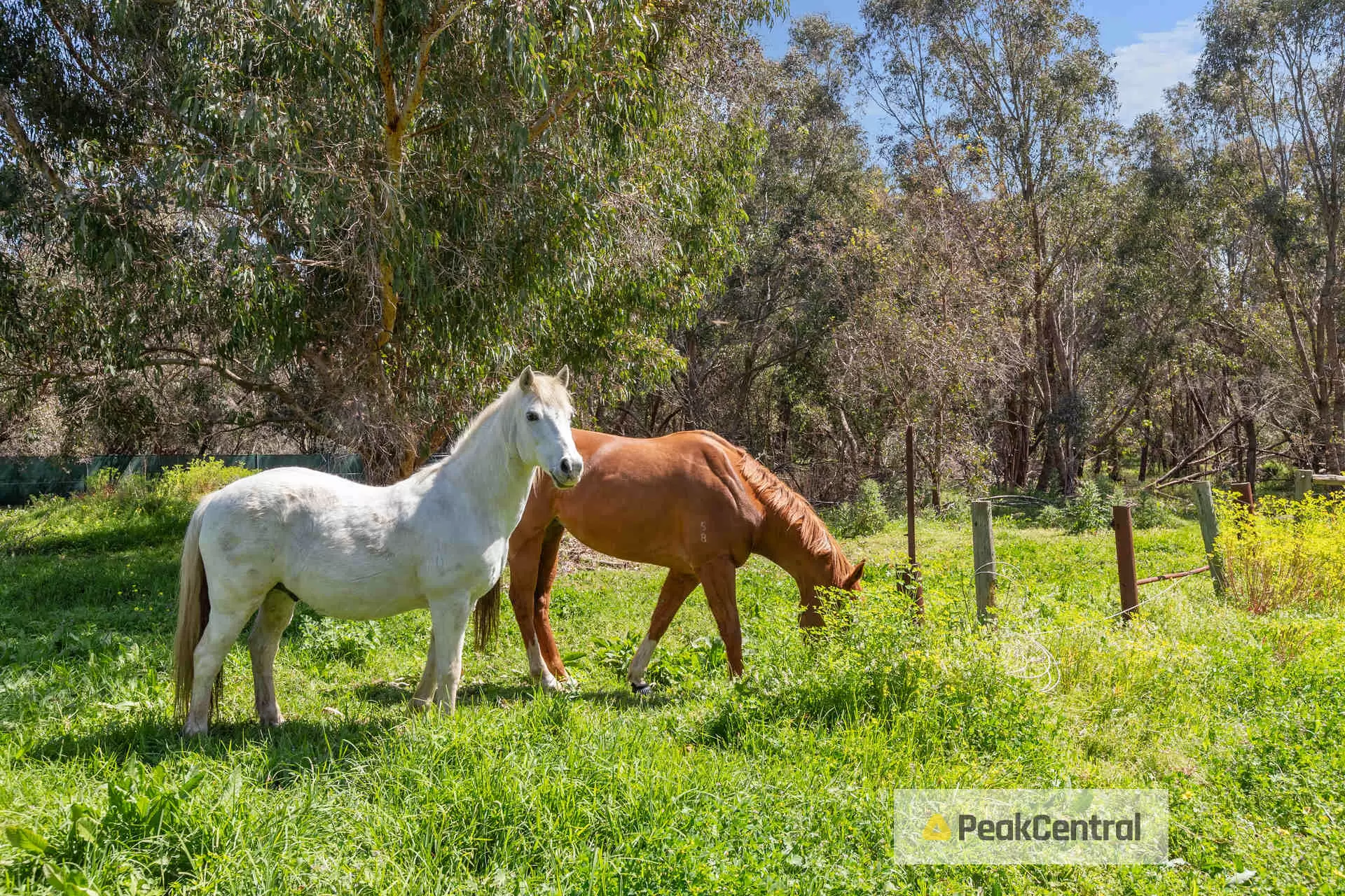 294B Wattleup Road, Wattleup Sold by Peak Central Property Group - image 2